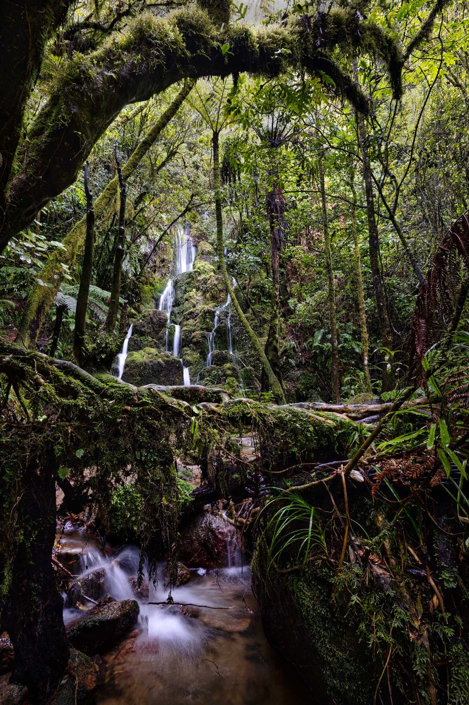 Te Auheke Track to Cascade Falls, Lake Okataina,, New Zealand