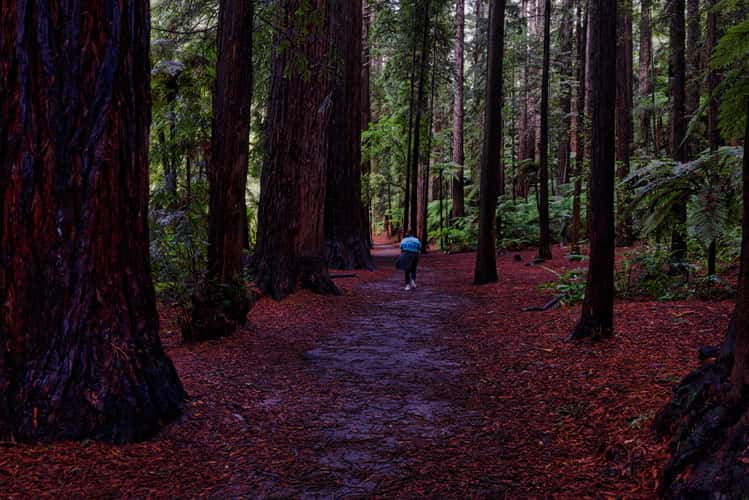 Path in the Redwood Forest, Rotorua, North Island