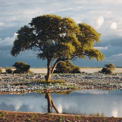 Waterhole at Okaukuejo Camp, Etosha National Park, Namibia
