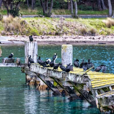 Wharf, Te Aranui o Pōneke, Wellington, North Island, New Zealand