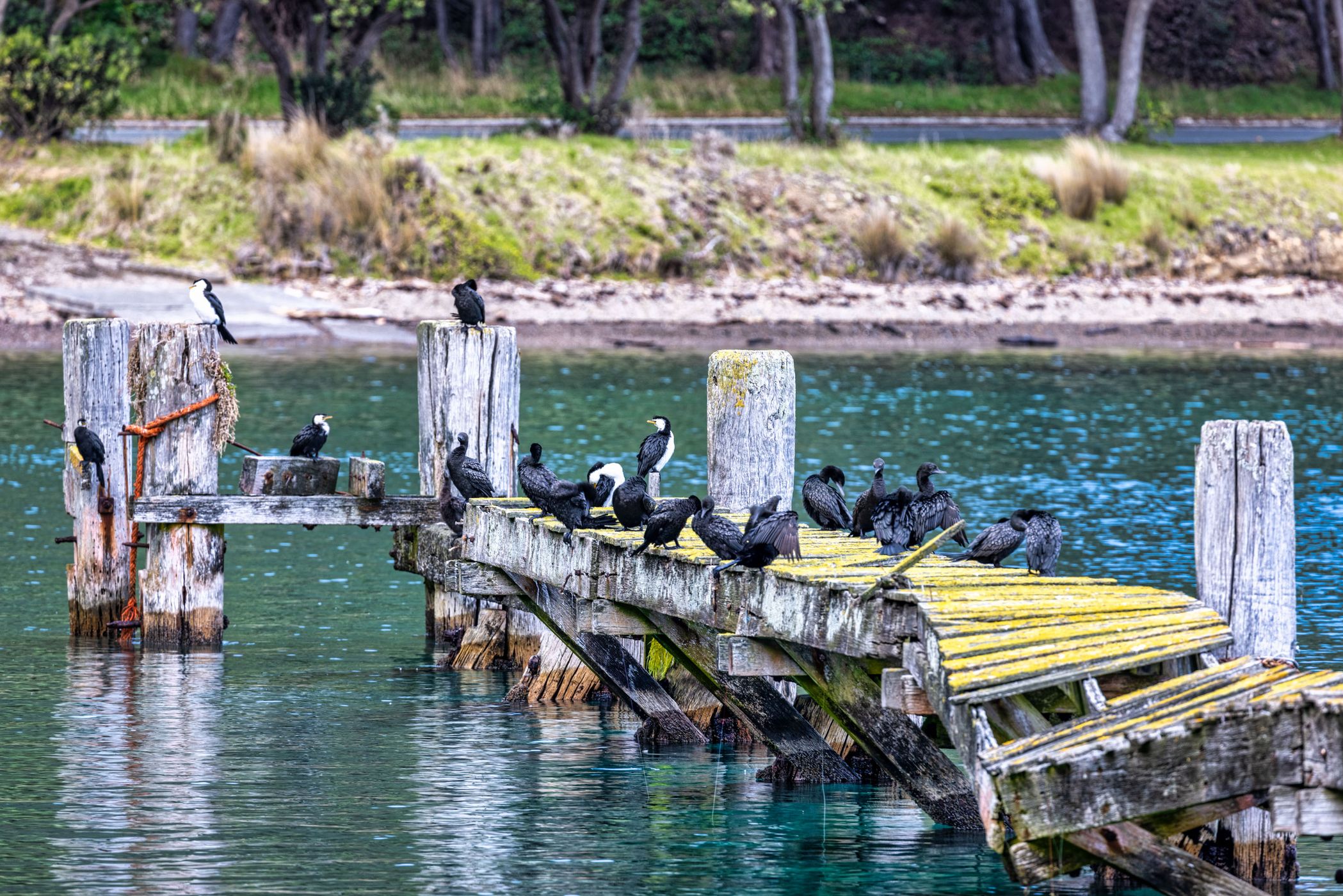 Wharf, Te Aranui o Pōneke, Wellington, North Island, New Zealand