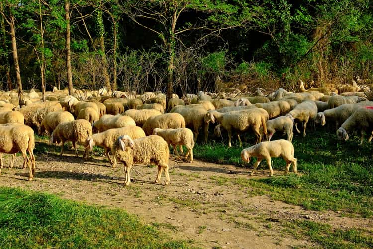 Area ex tiro al piattello, gregge di pecore