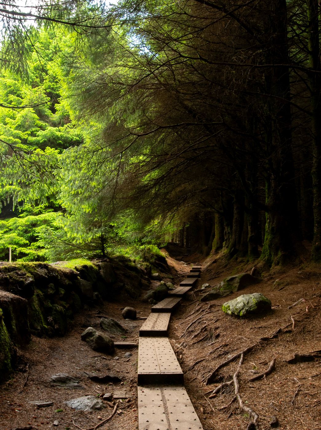 Ballinastoe Woods, Ireland