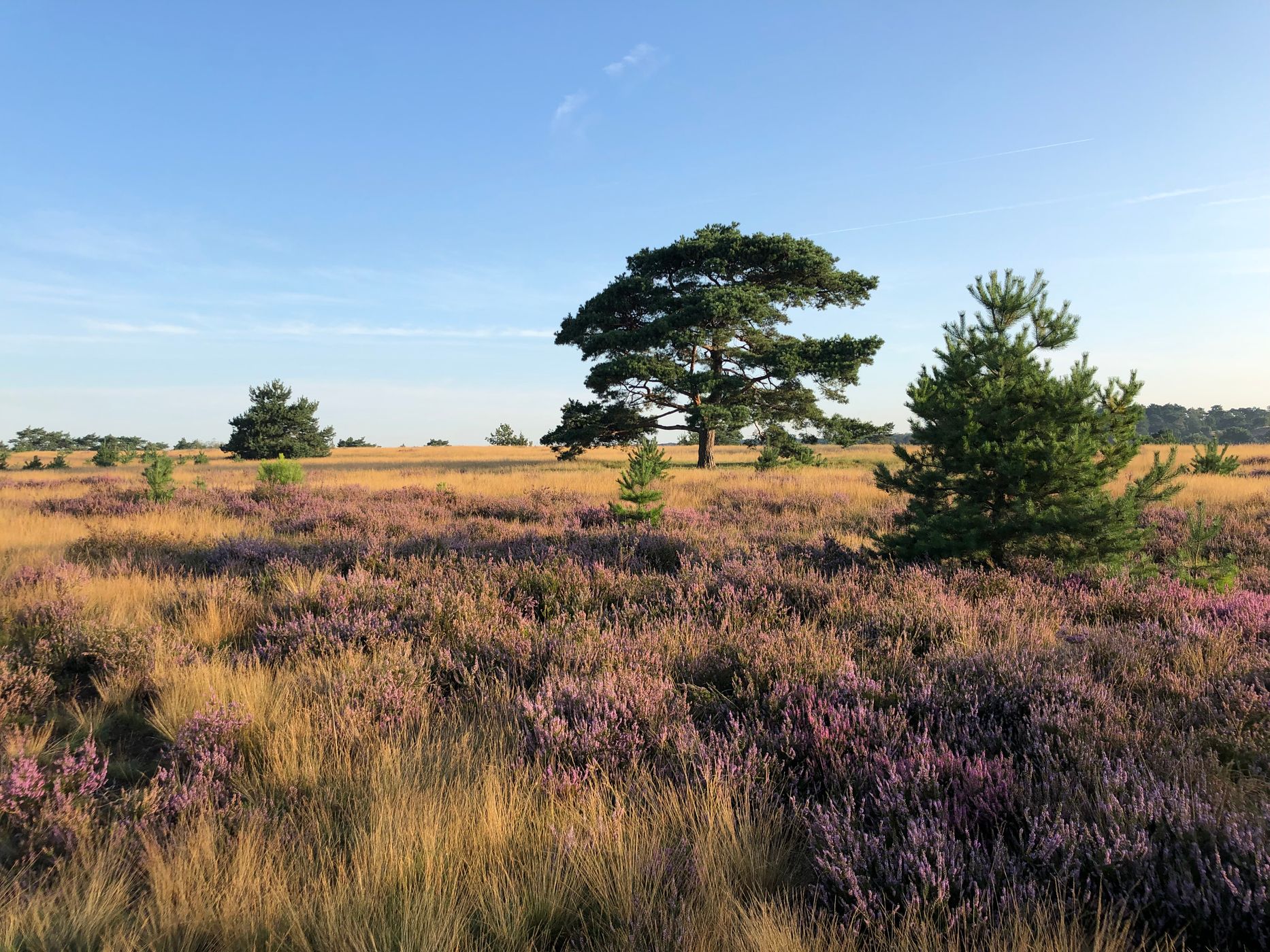 A solitary tree at the Brunssummerheide, Netherlands