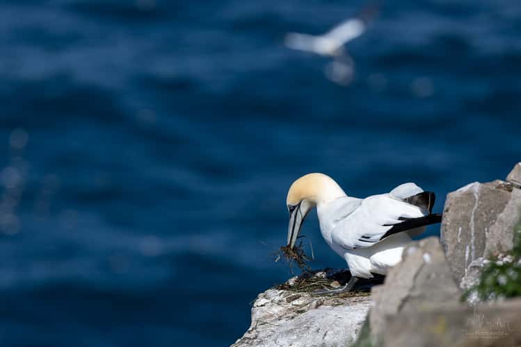 Cape Saint Mary's, Newfoundland
