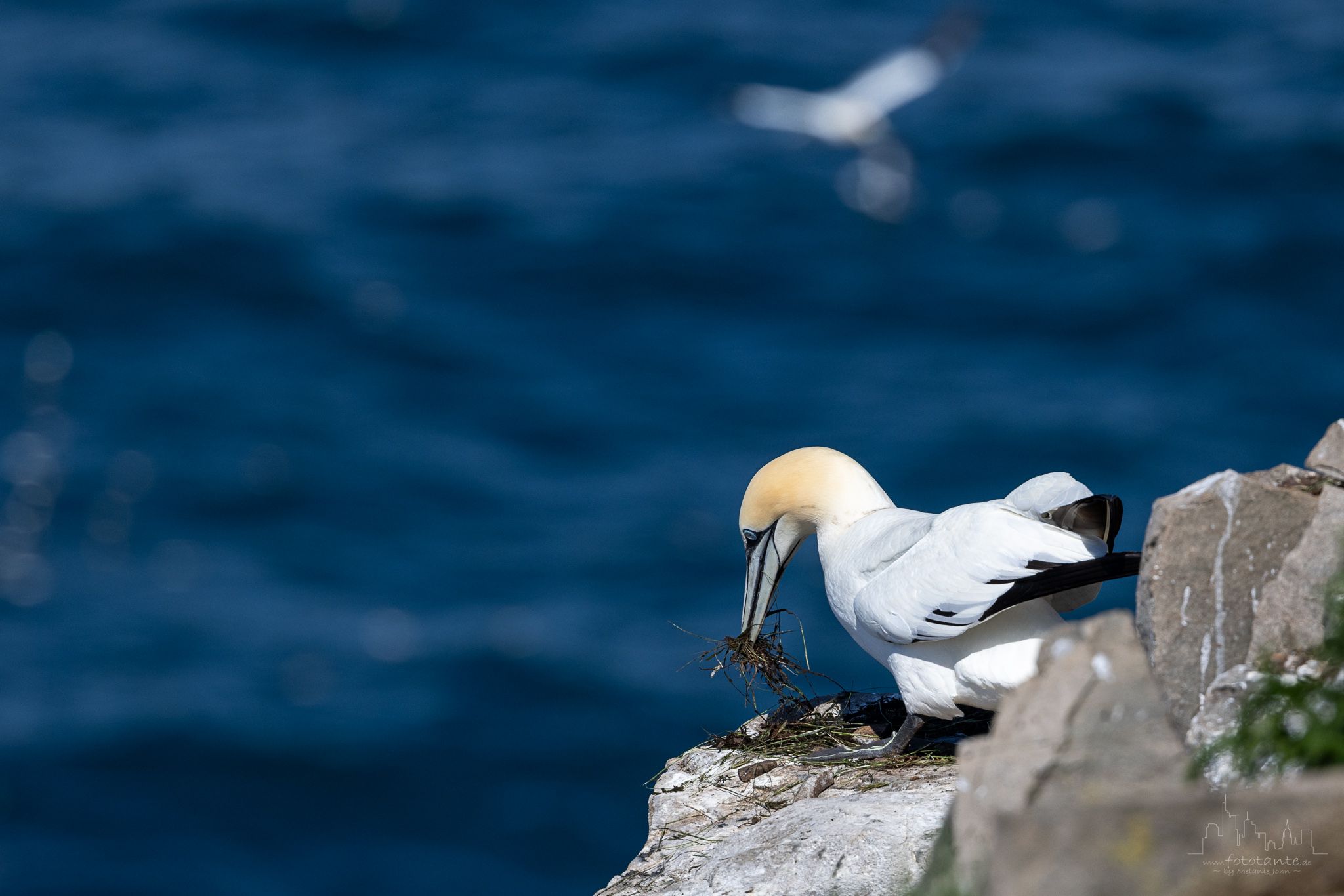 Cape Saint Mary's, Newfoundland, Canada