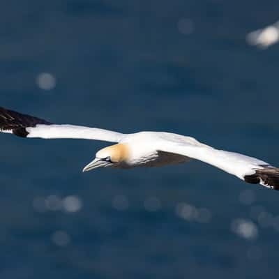 Cape Saint Mary's, Newfoundland, Canada