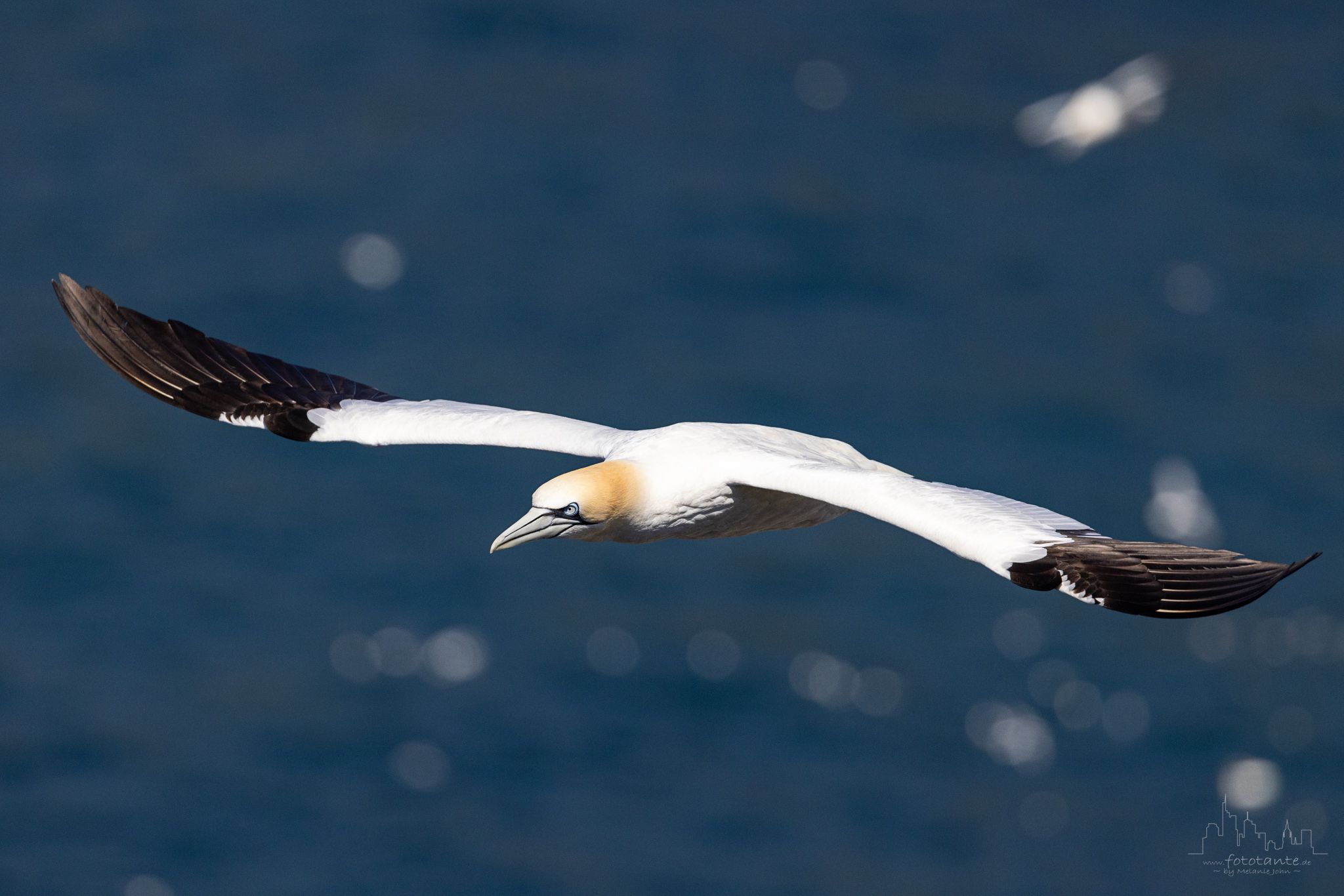 Cape Saint Mary's, Newfoundland, Canada