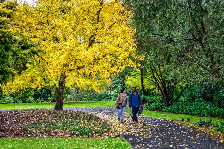 Changing colours Auckland Botanical Gardens, North Island