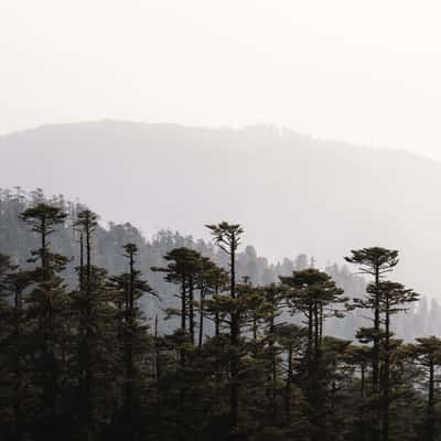 Chele La Pass Forest, Bhutan