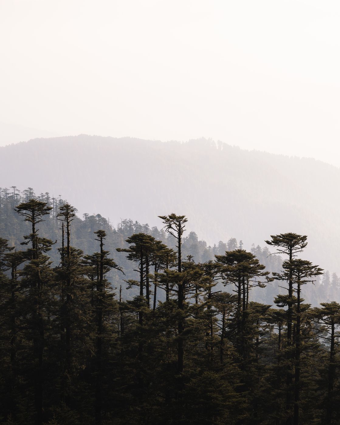 Chele La Pass Forest, Bhutan