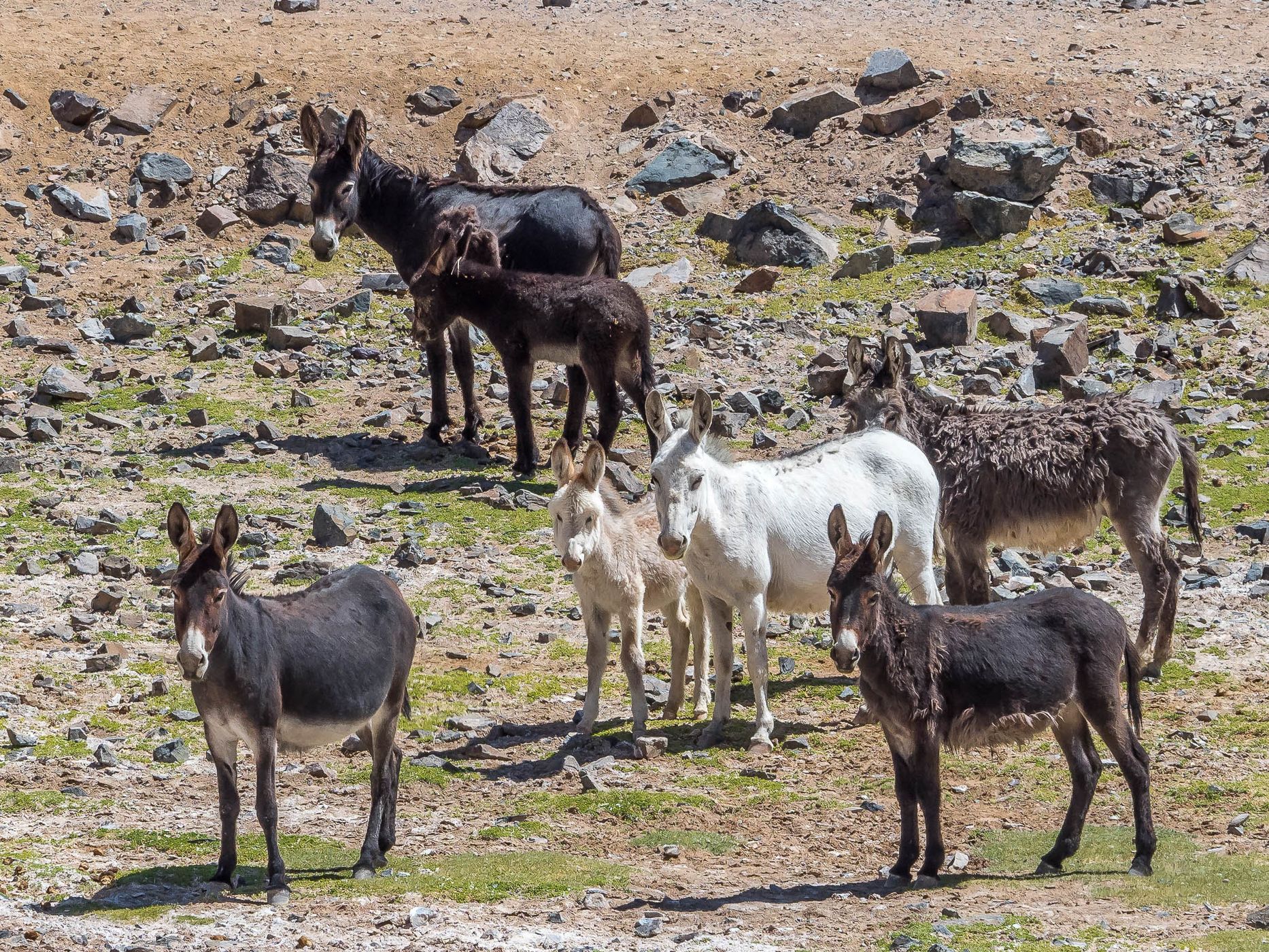 Donkey Valley near Salar de Pedernales, Chile