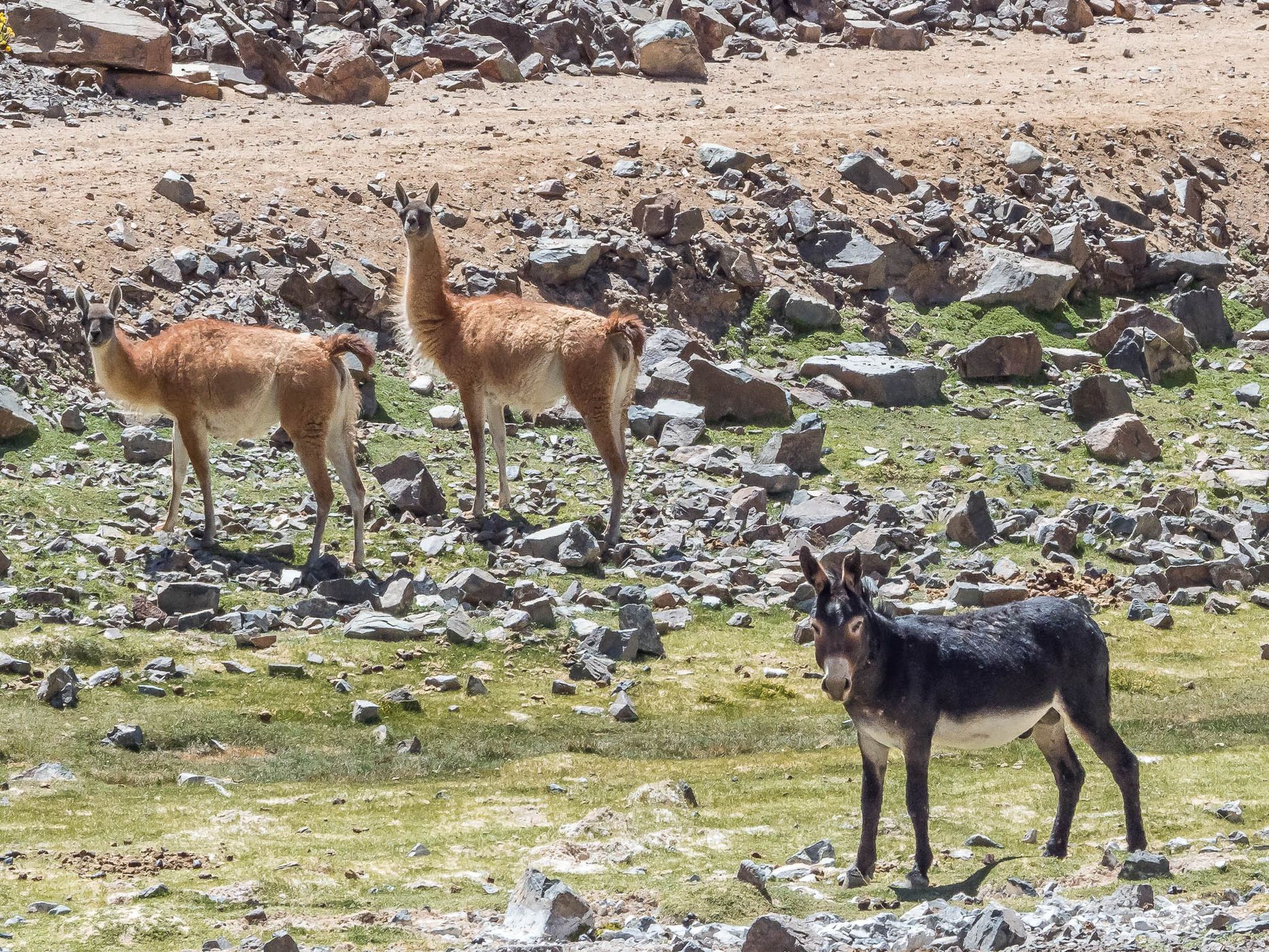 Donkey Valley near Salar de Pedernales, Chile
