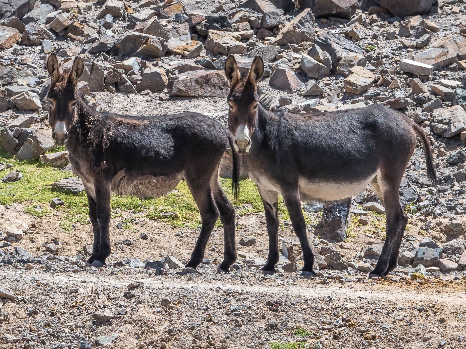 Donkey Valley near Salar de Pedernales, Chile