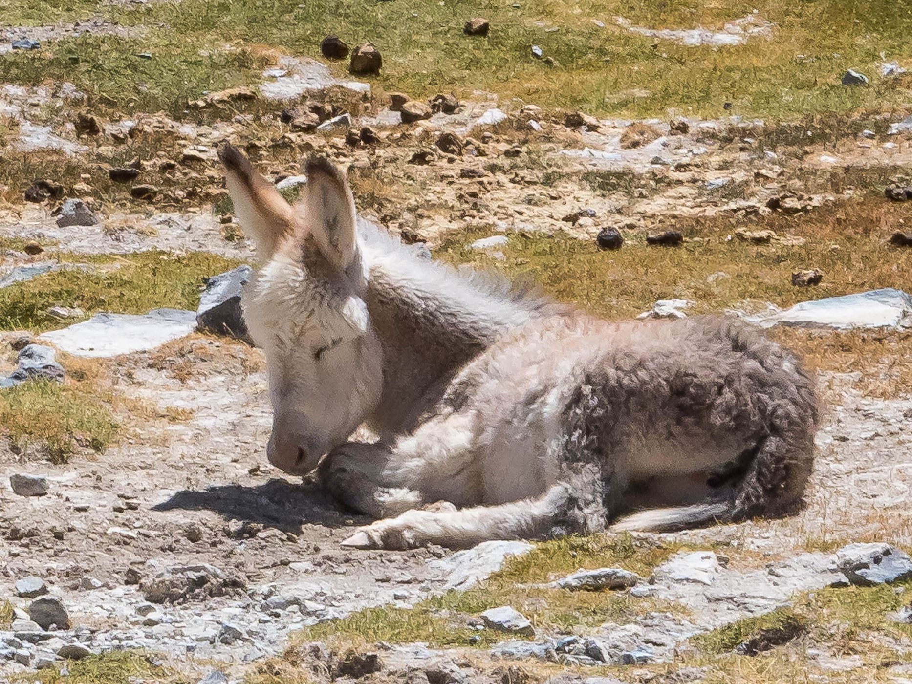 Donkey Valley near Salar de Pedernales, Chile