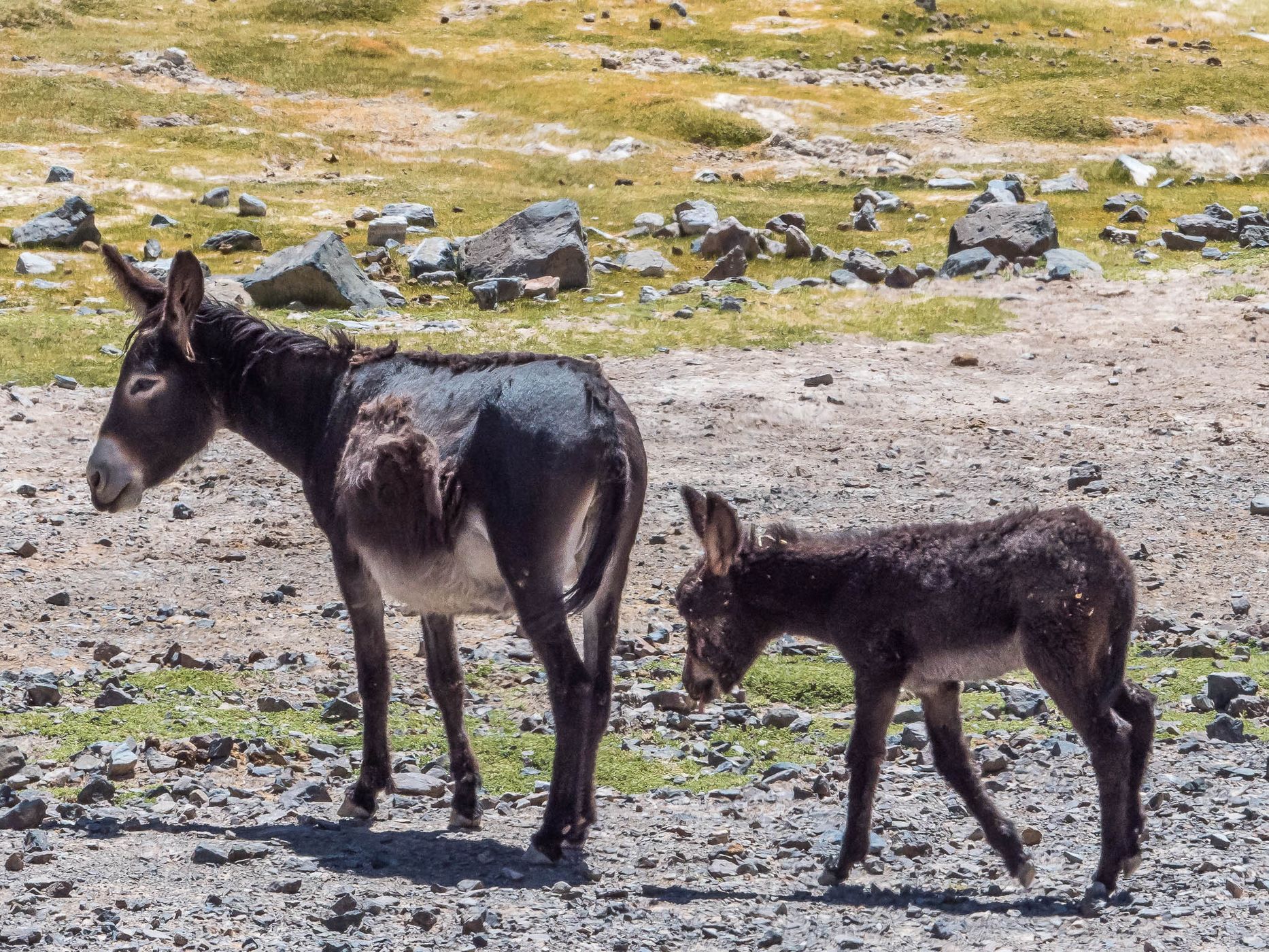 Donkey Valley near Salar de Pedernales, Chile