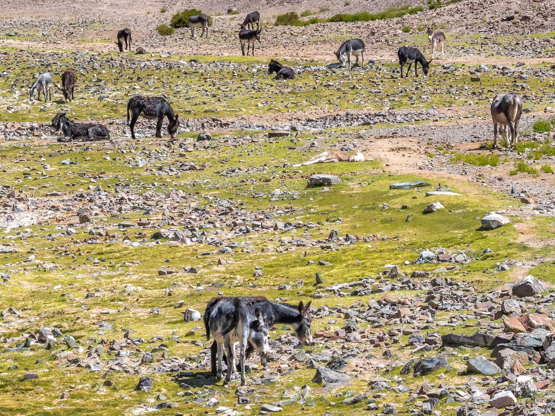 Donkey Valley near Salar de Pedernales, Chile
