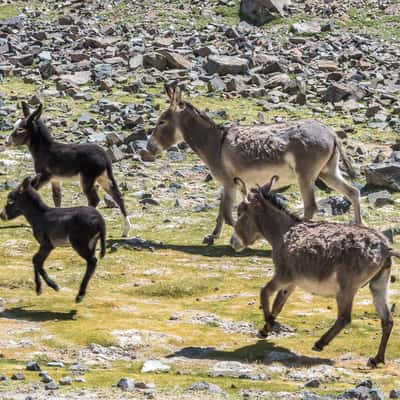 Donkey Valley near Salar de Pedernales, Chile