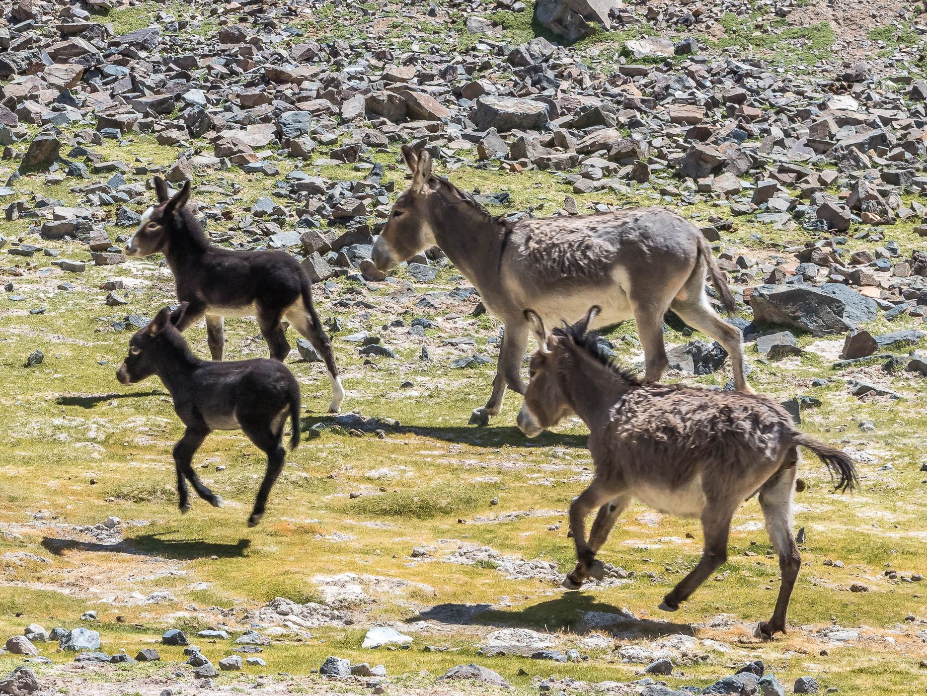 Donkey Valley near Salar de Pedernales, Chile