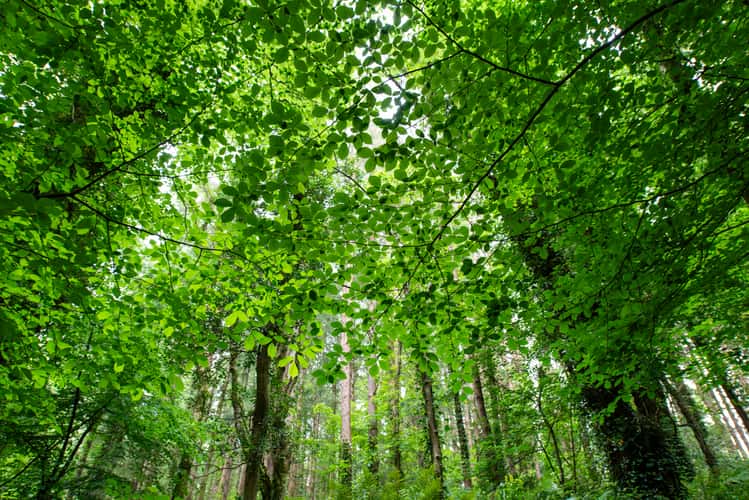 Dún a Rí Forest Park