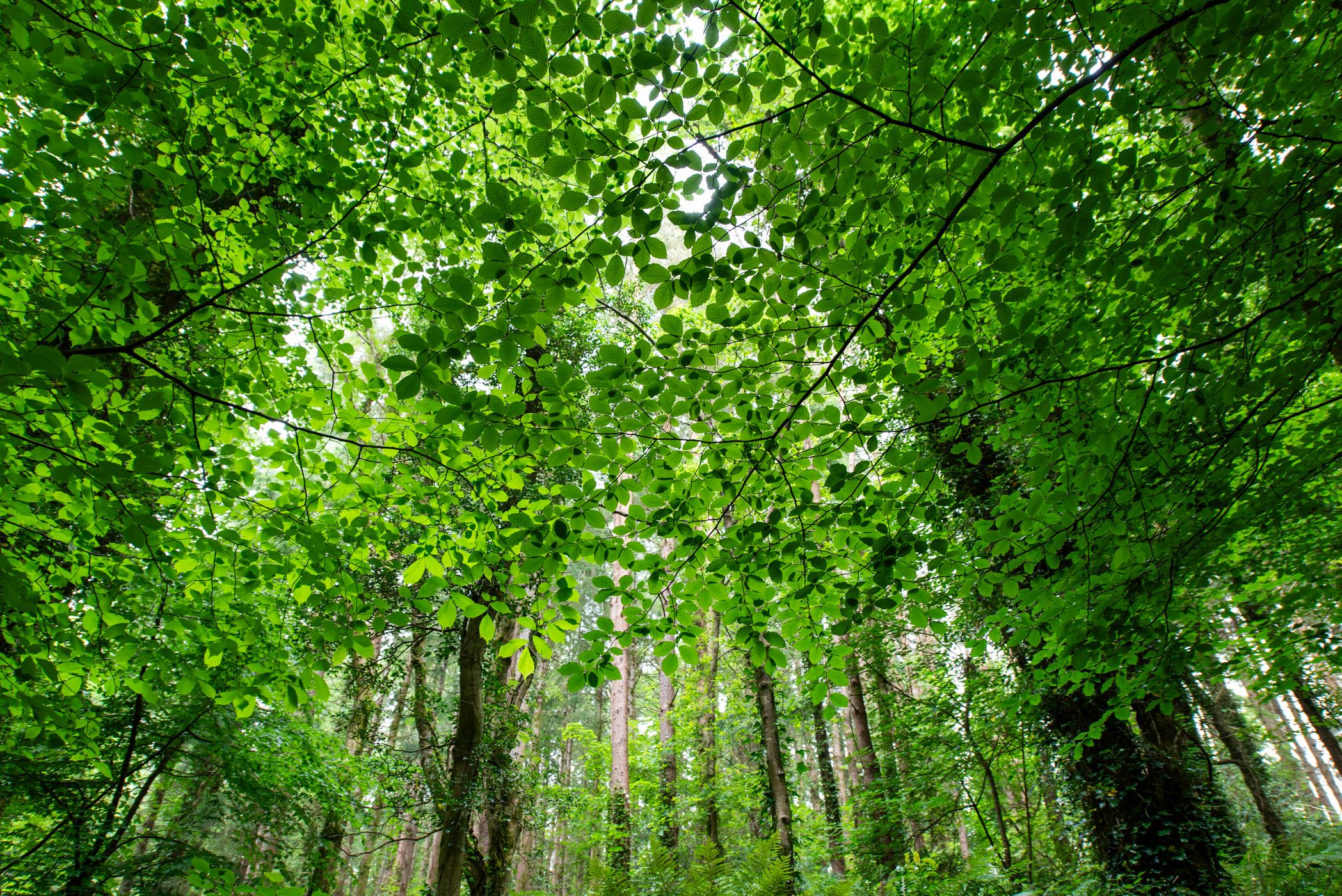 Dún a Rí Forest Park, Ireland