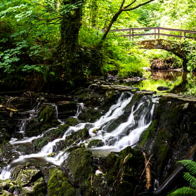 Dún a Rí Forest Park, Ireland