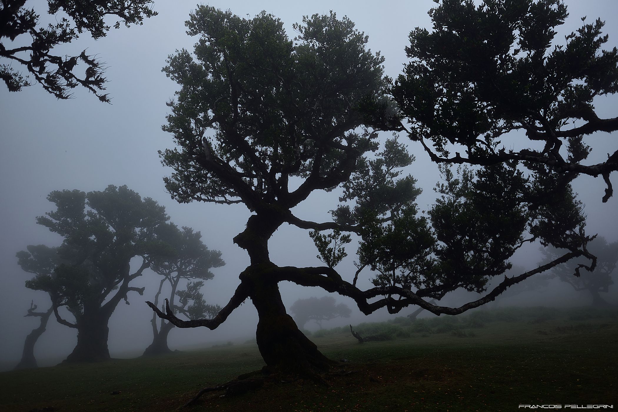 Fog Forest Fanal, Madeira, Portugal