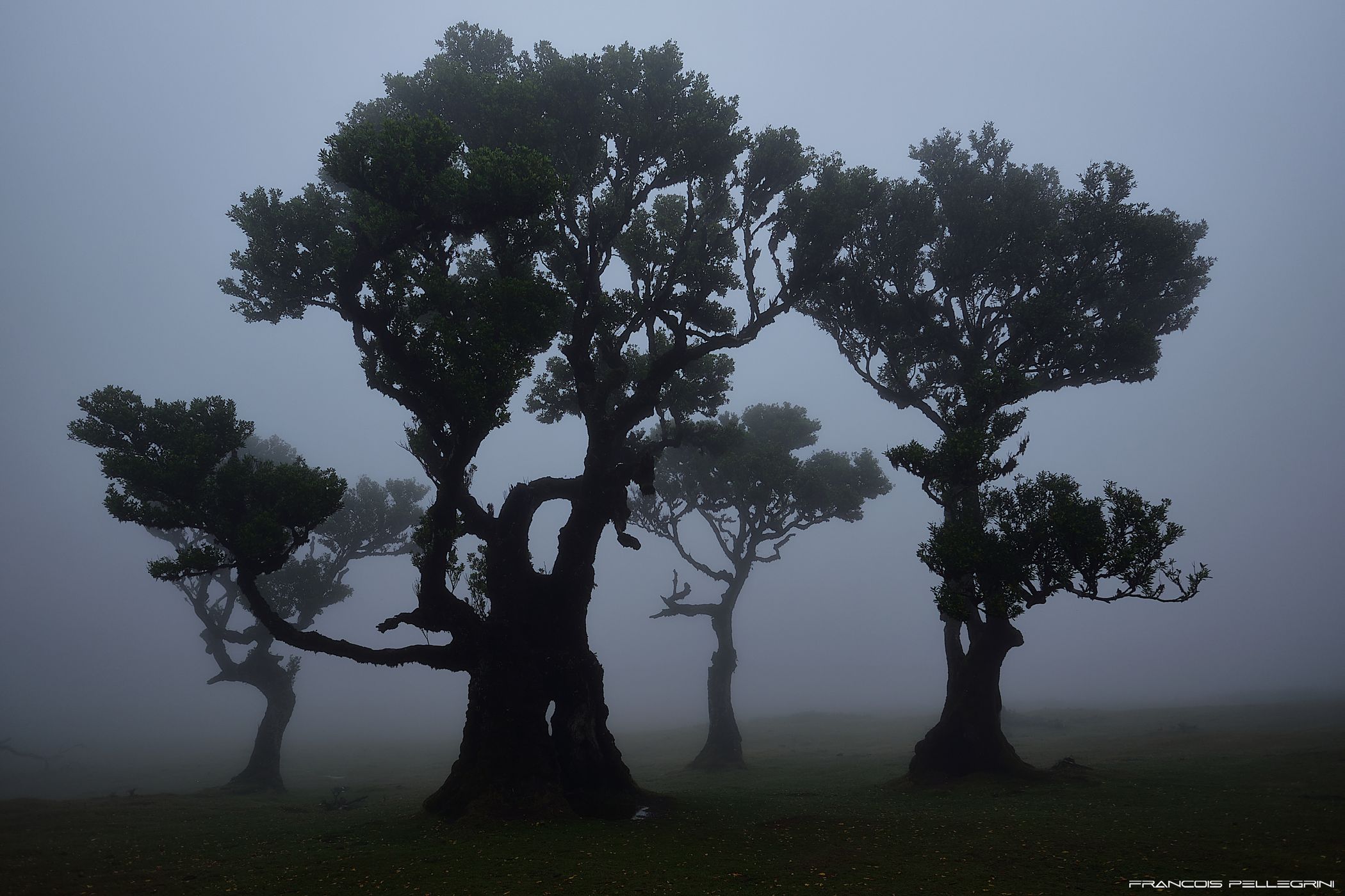 Fog Forest Fanal, Madeira, Portugal