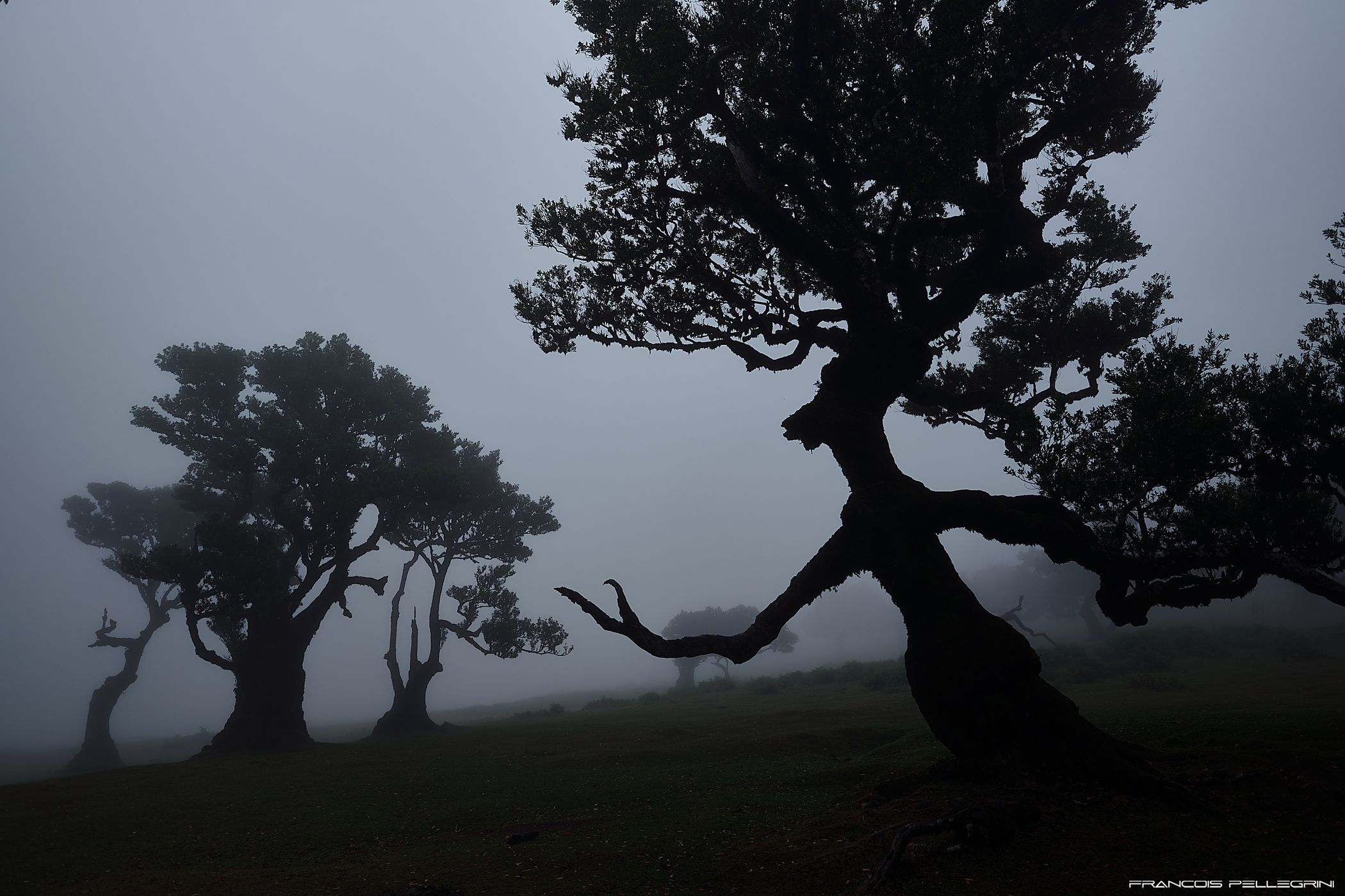 Fog Forest Fanal, Madeira, Portugal