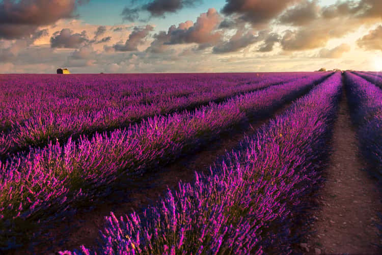 Lavanda at Sunset