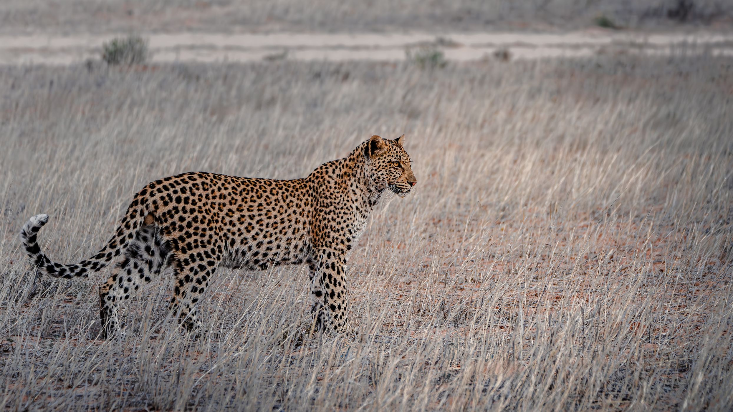 Leopard in the Kgalagadi - South Africa, South Africa