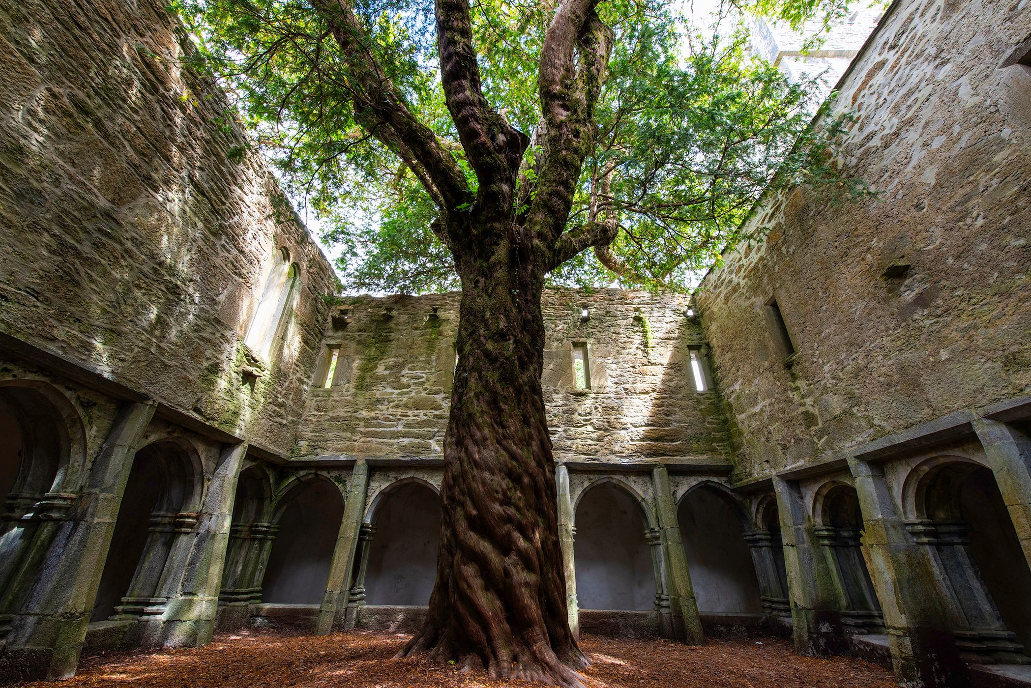 Muckross Abbey secular tree, Ireland