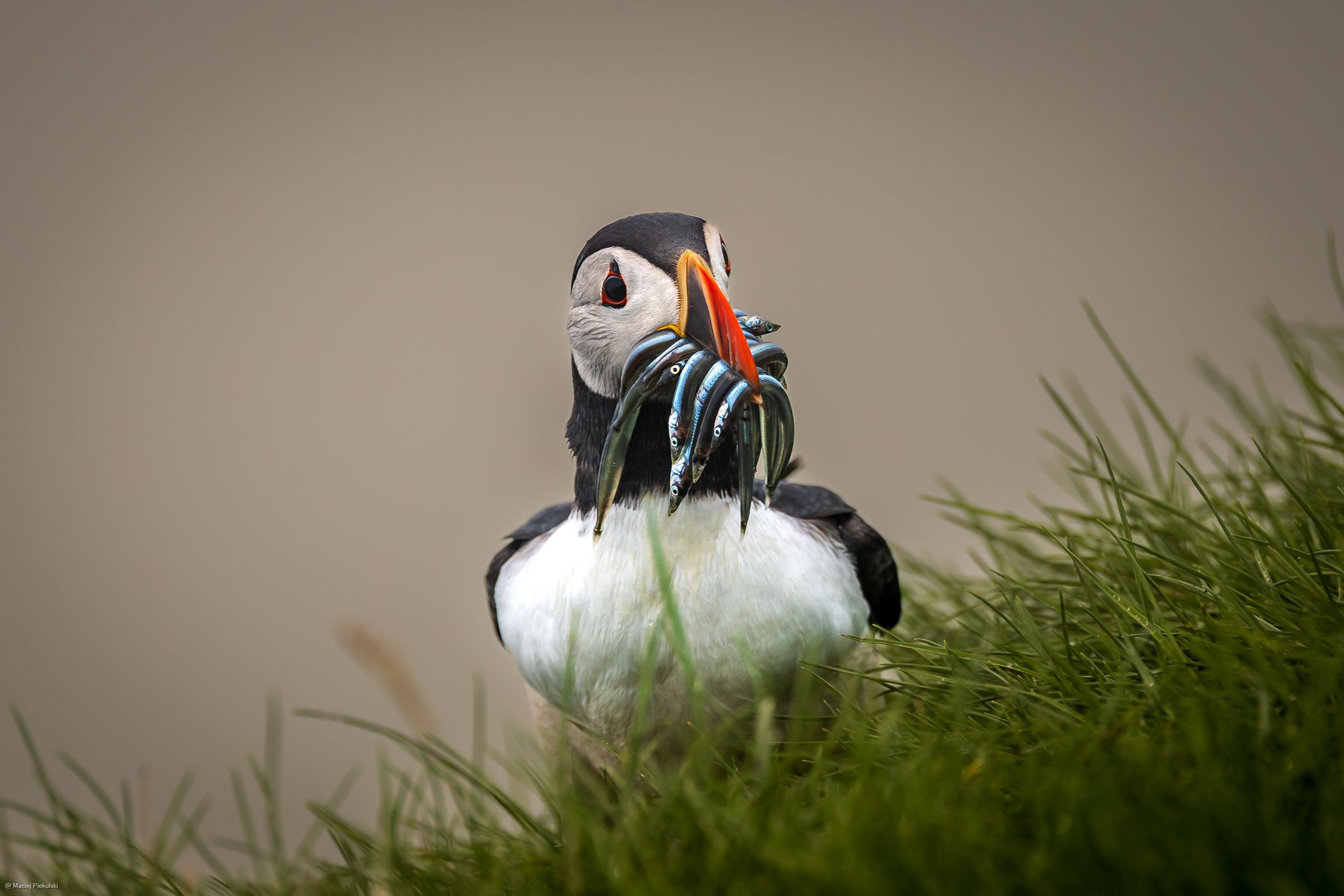 Puffin at Mykines, Faroe Islands