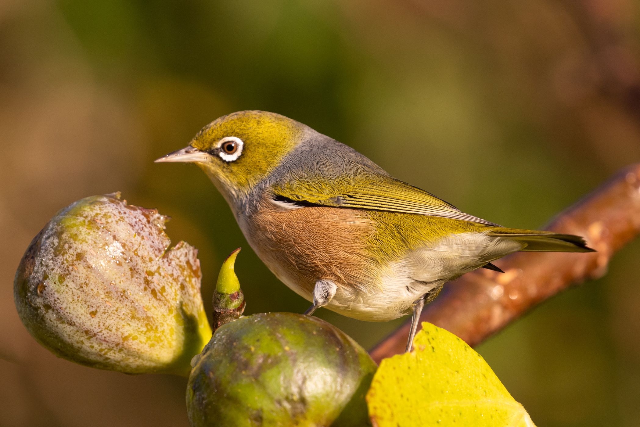 silvereye or wax-eye, Lake Tarawera, North Island, New Zealand