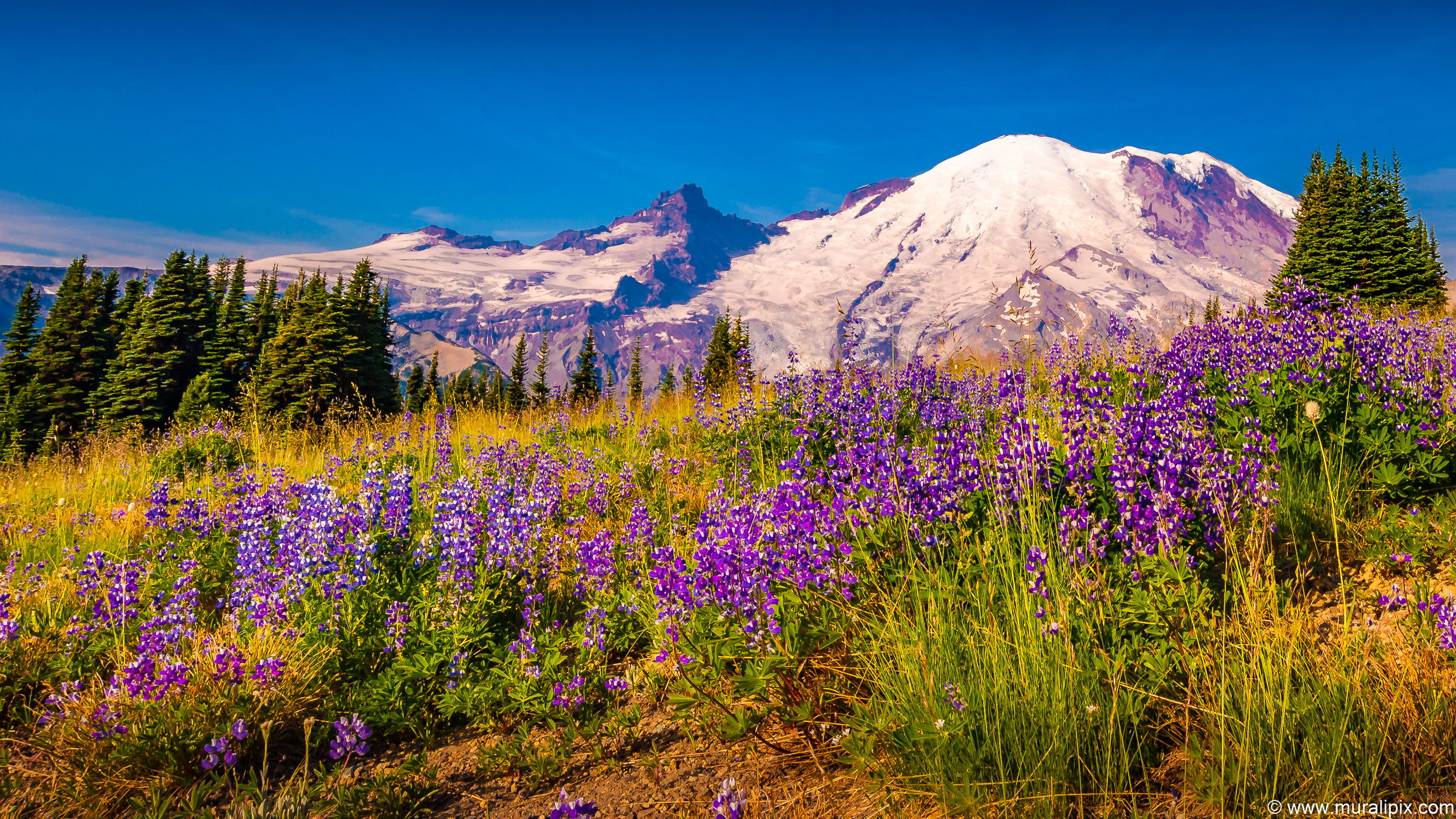 Sourdough Ridge -Mt Rainier National Park, USA