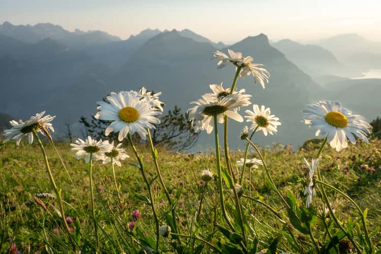 Stoos ridge hike