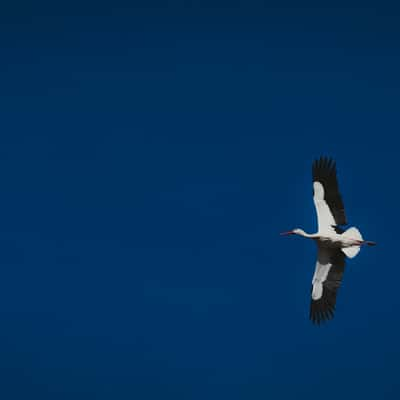 Storks at Marchegg, Austria