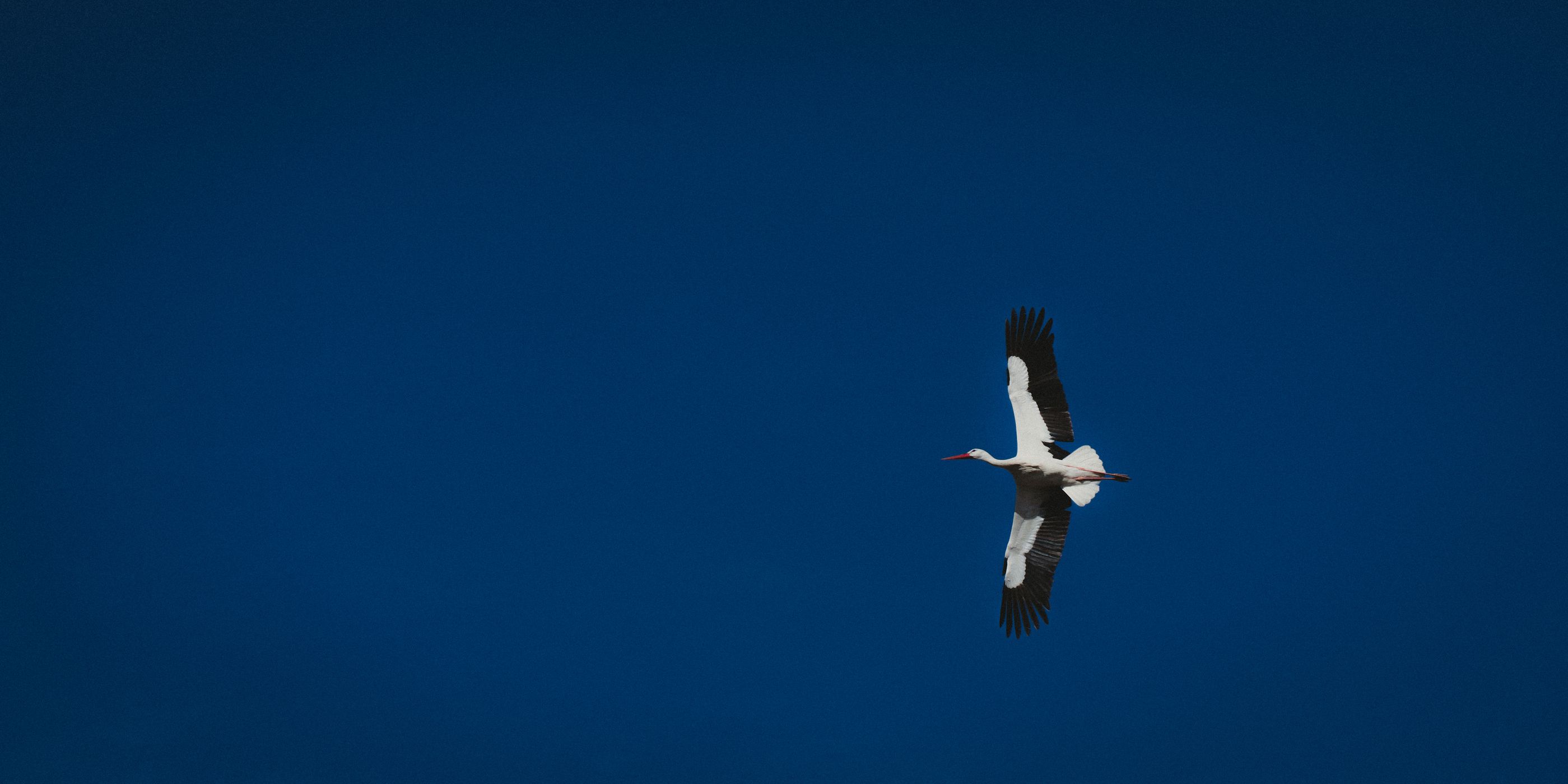 Storks at Marchegg, Austria