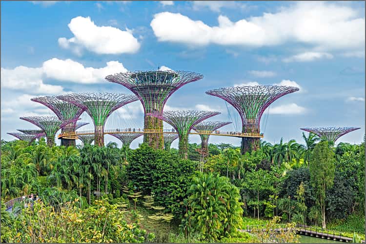 Supertree Grove, Gardens by the bay