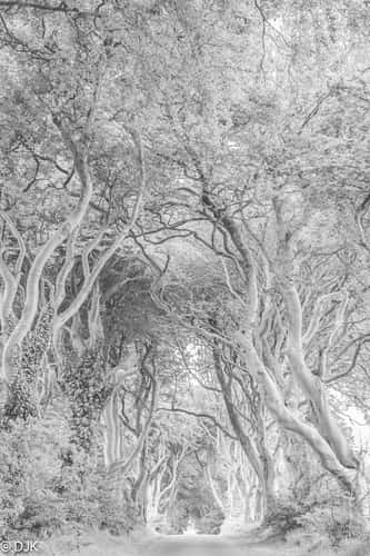 The Dark Hedges (Road)