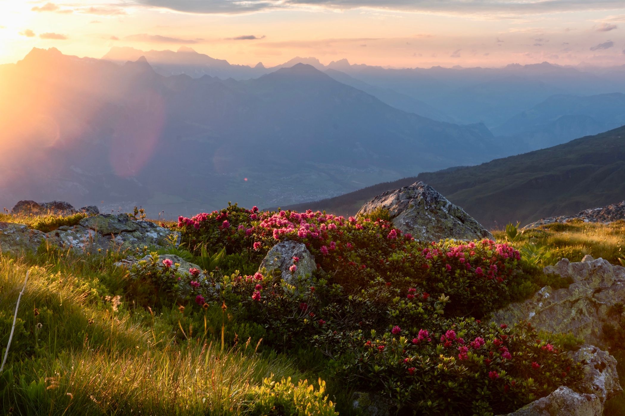 Vermii-Gamidaur-Mugg, Switzerland