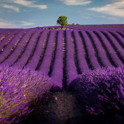 Alone in lavanda, France