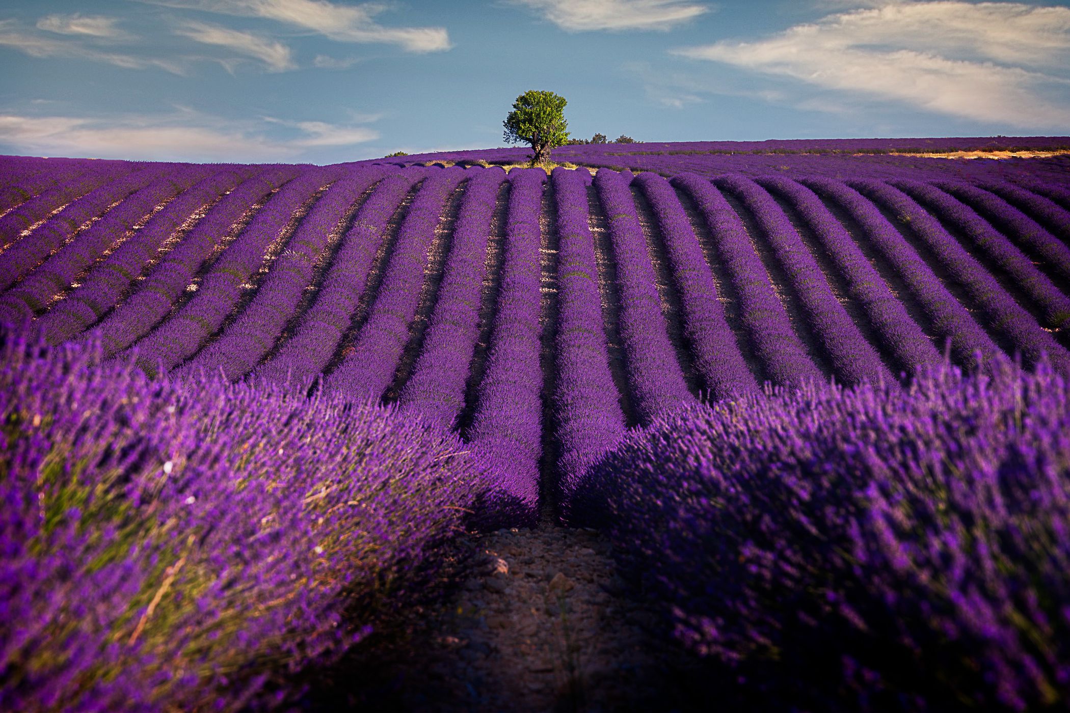 Alone in lavanda, France