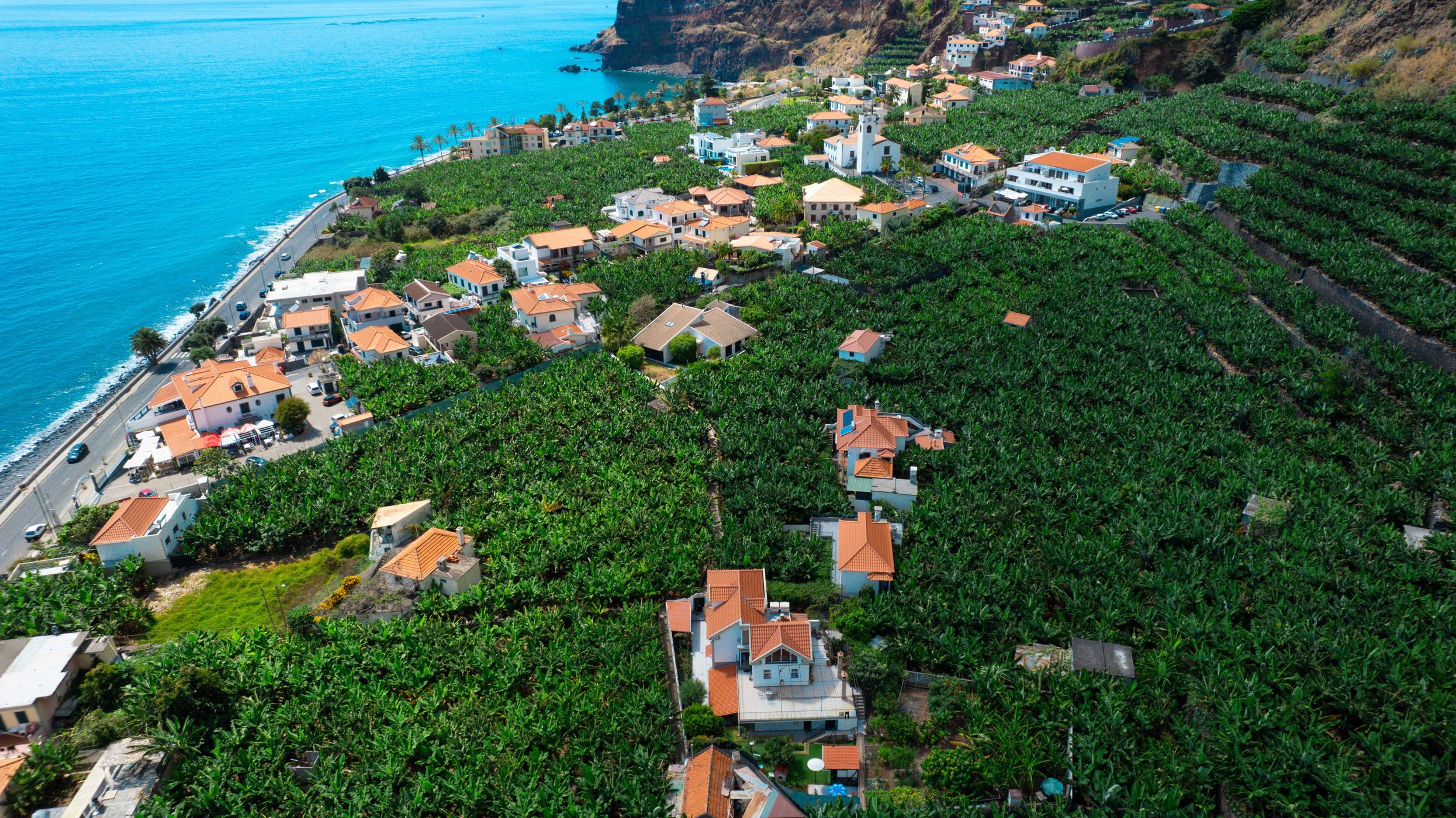 Banana plantation, Portugal