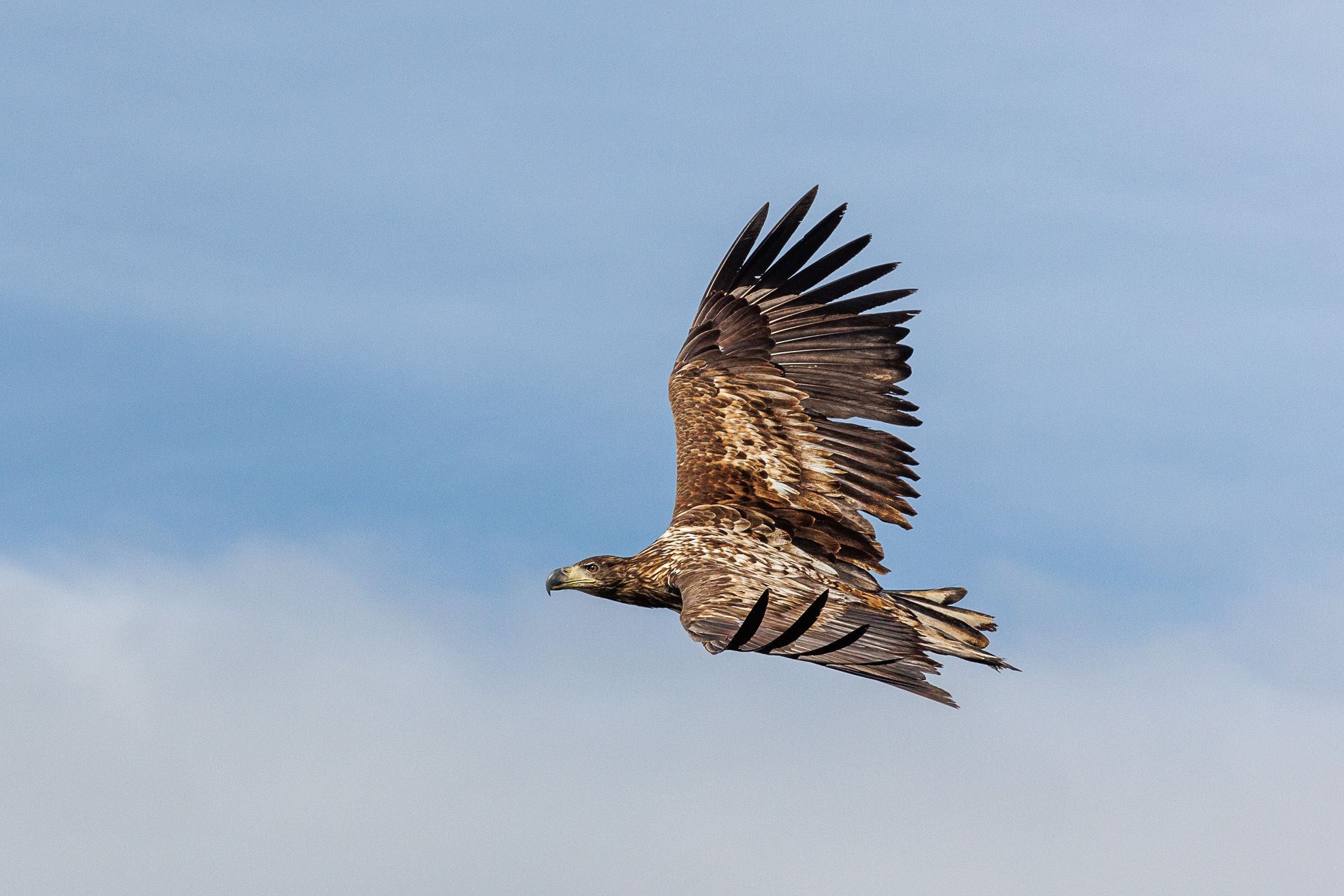 Sea Eagle, harbour of Svolvær, Lofoten, Norway