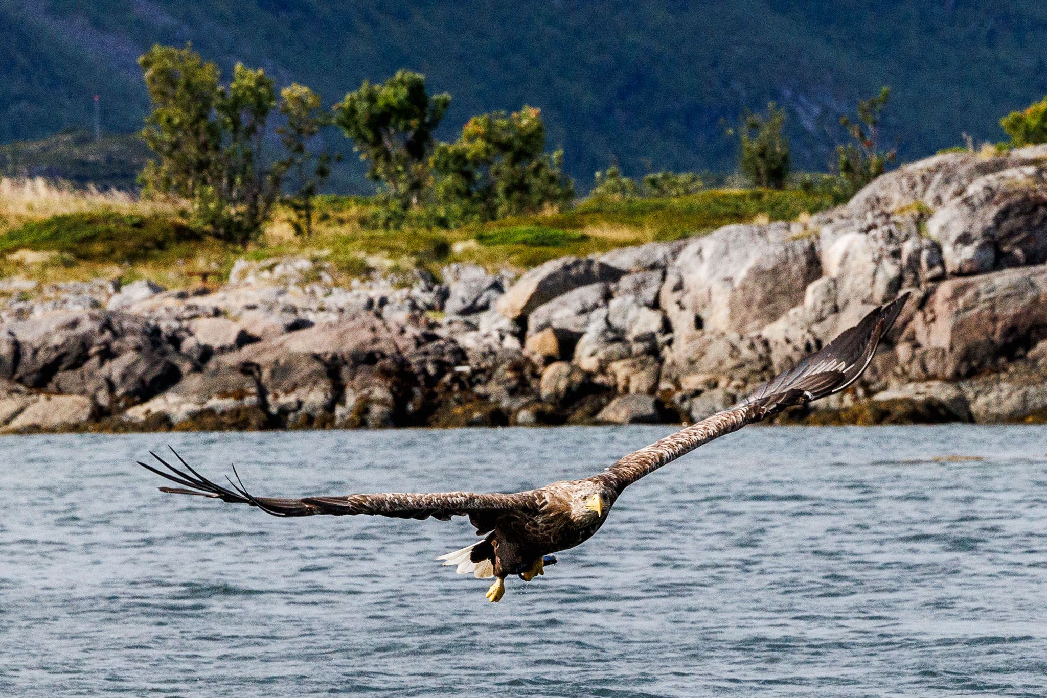 Sea Eagle, harbour of Svolvær, Lofoten, Norway