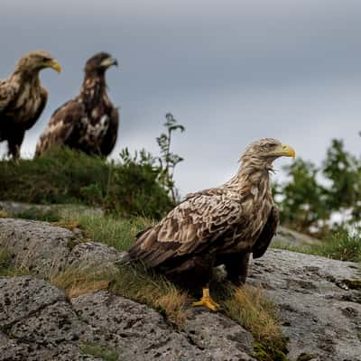 Sea Eagle, harbour of Svolvær, Norway