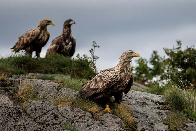 Sea Eagle, harbour of Svolvær, Lofoten