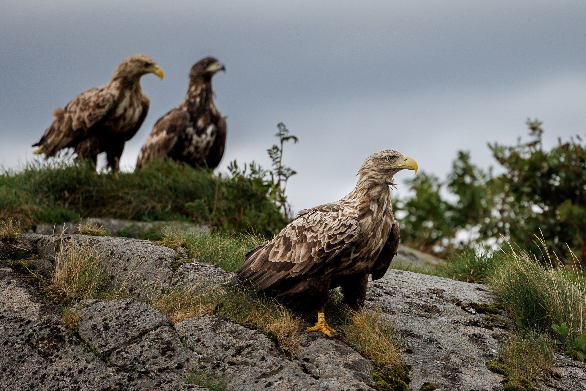 Sea Eagle, harbour of Svolvær, Lofoten, Norway