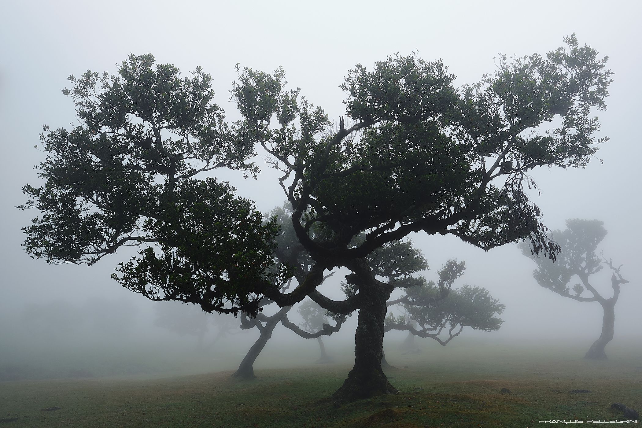 Fog Forest Fanal, Madeira, Portugal